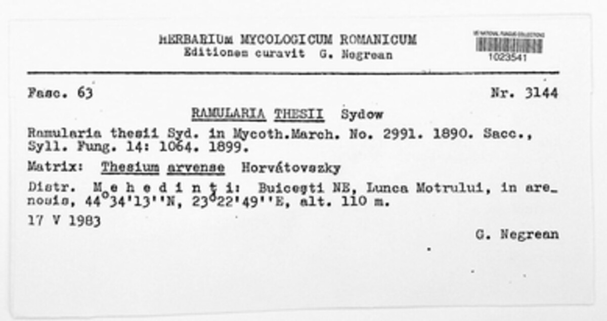 Ramularia thesii image